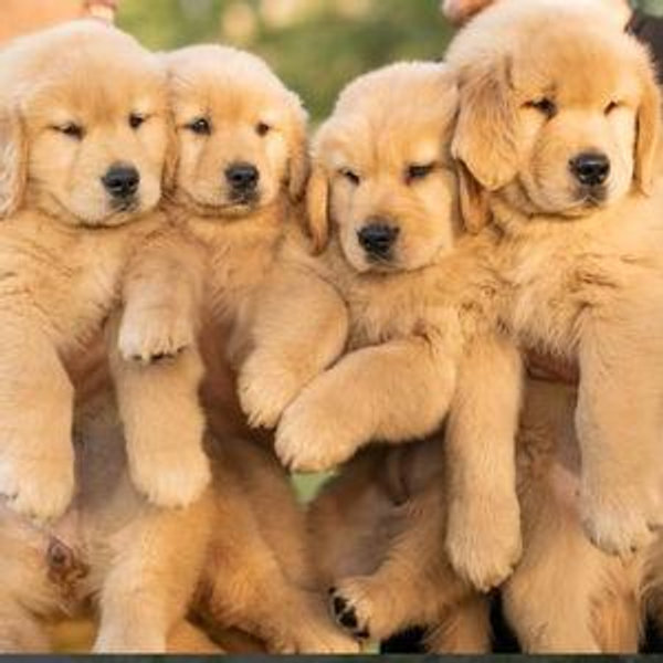 Aspen's Brother (second puppy fund)