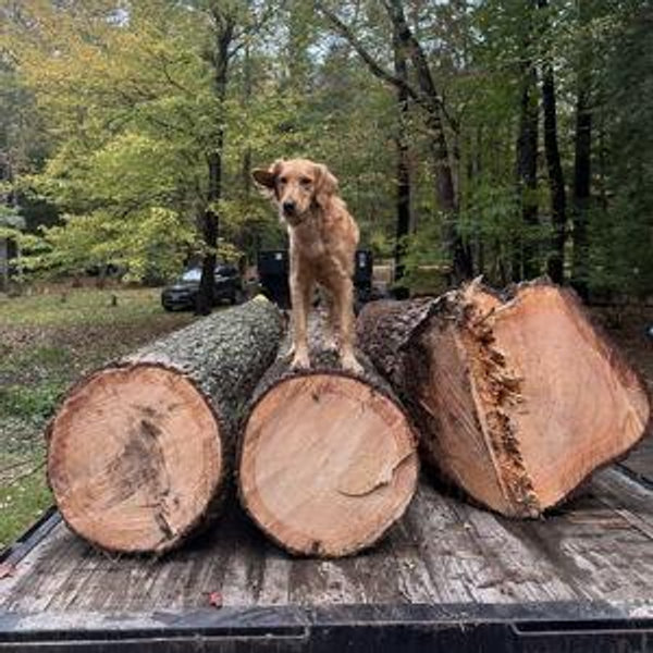 Yard Projects!