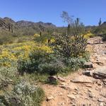 McDowell Sonoran Preserve Gateway Trail
