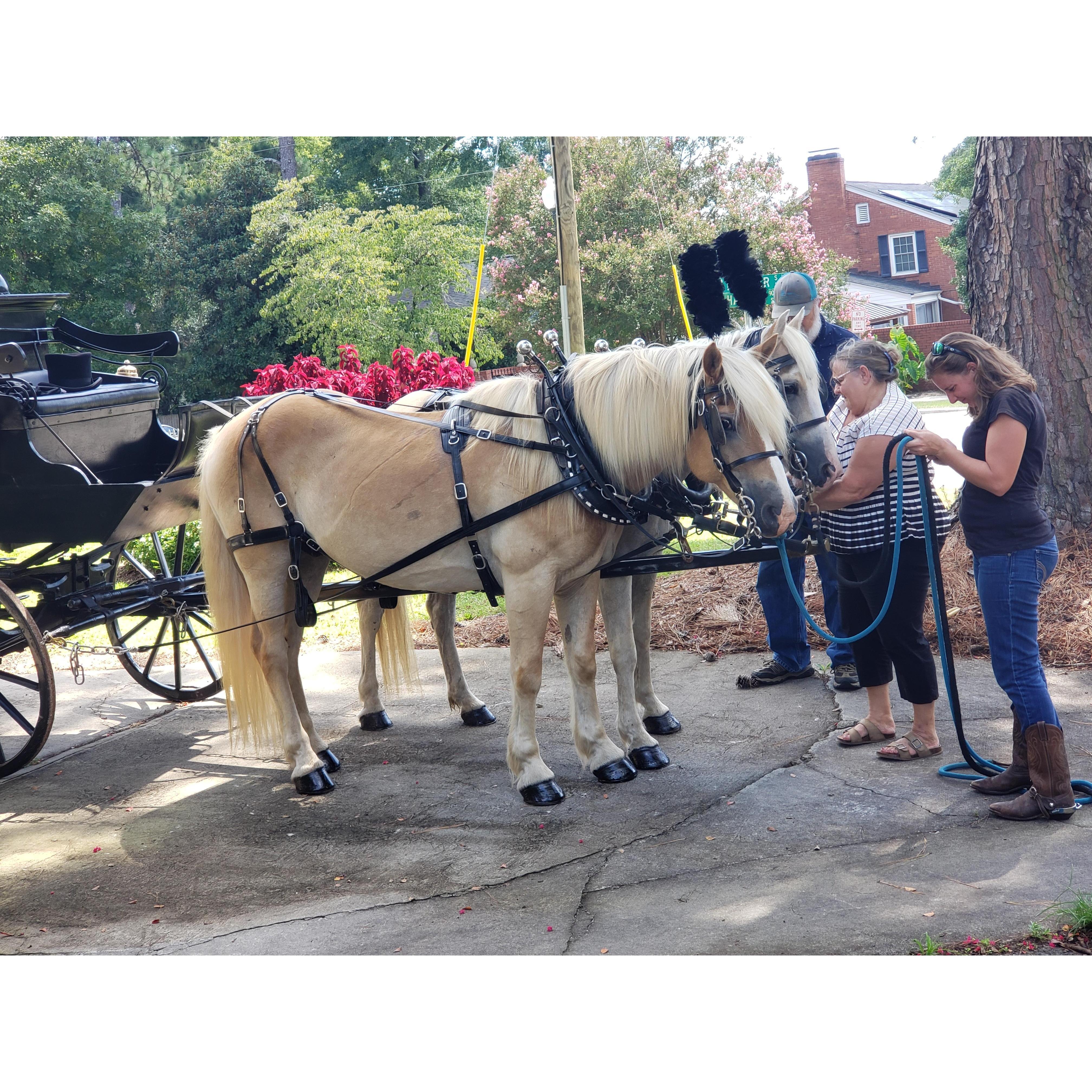 The horses getting ready to pull my dad's caisson through the streets of Aiken, SC.