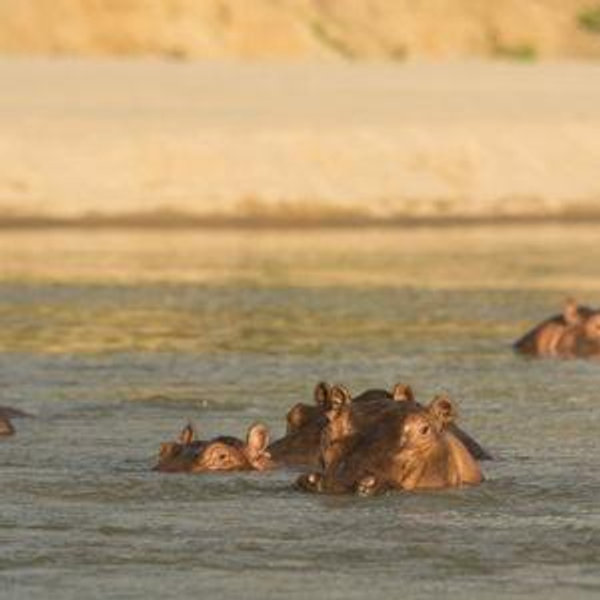 Boat Safari Spotting Hippos & Crocodiles