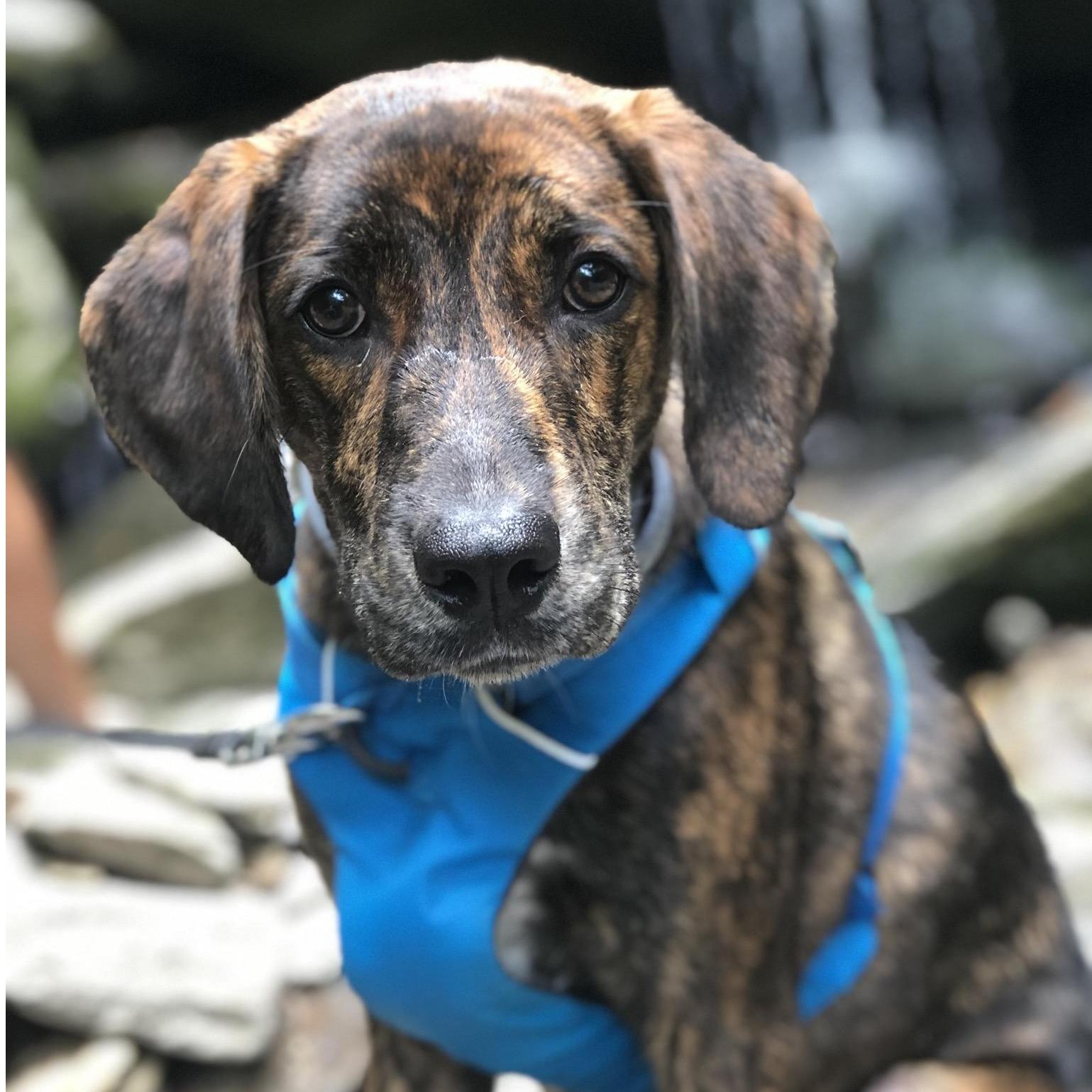 July 1, 2019: Pretty dog Storm