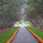 The Dallas Arboretum and Botanical Garden