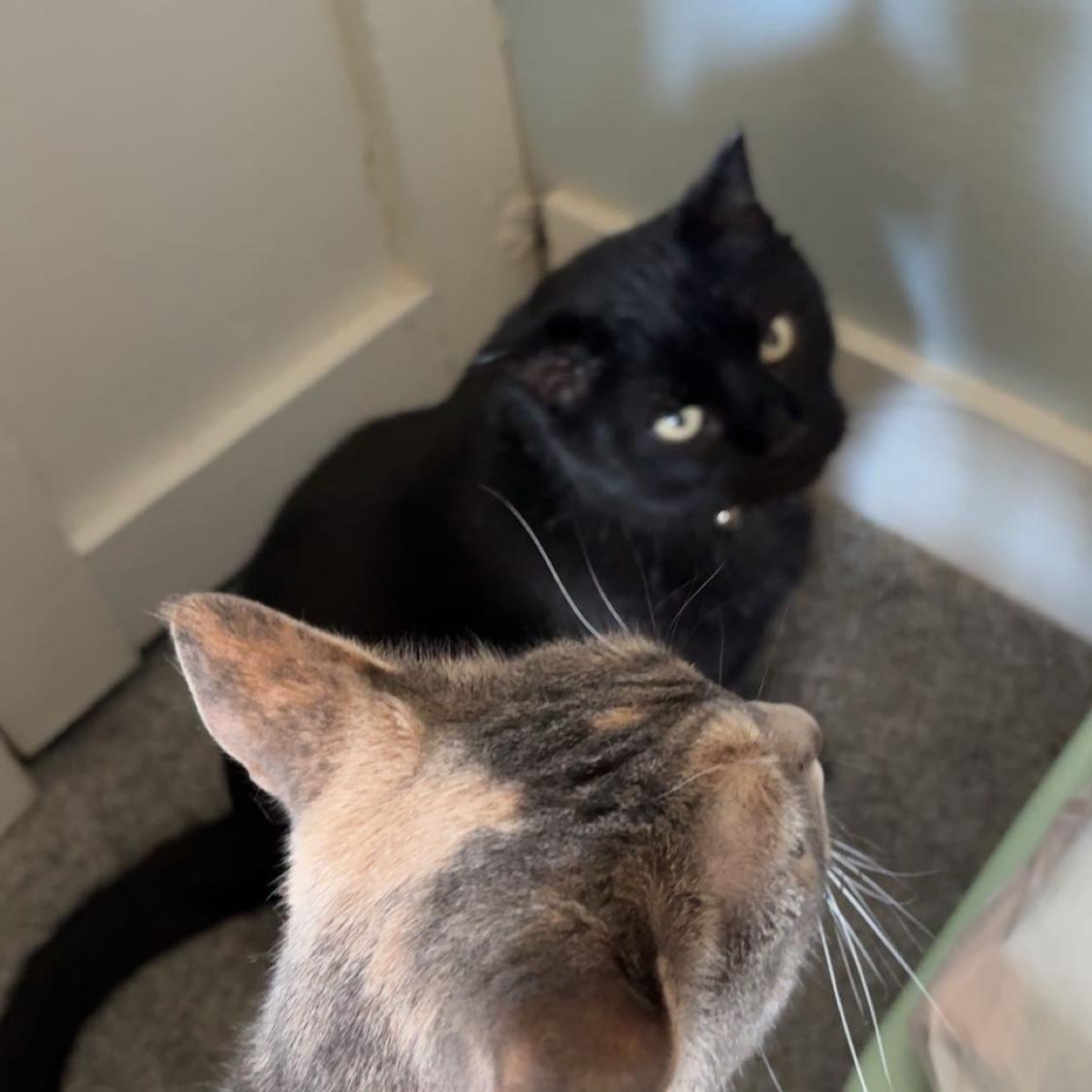 Penny and Hnuuy