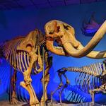 Milwaukee Public Museum