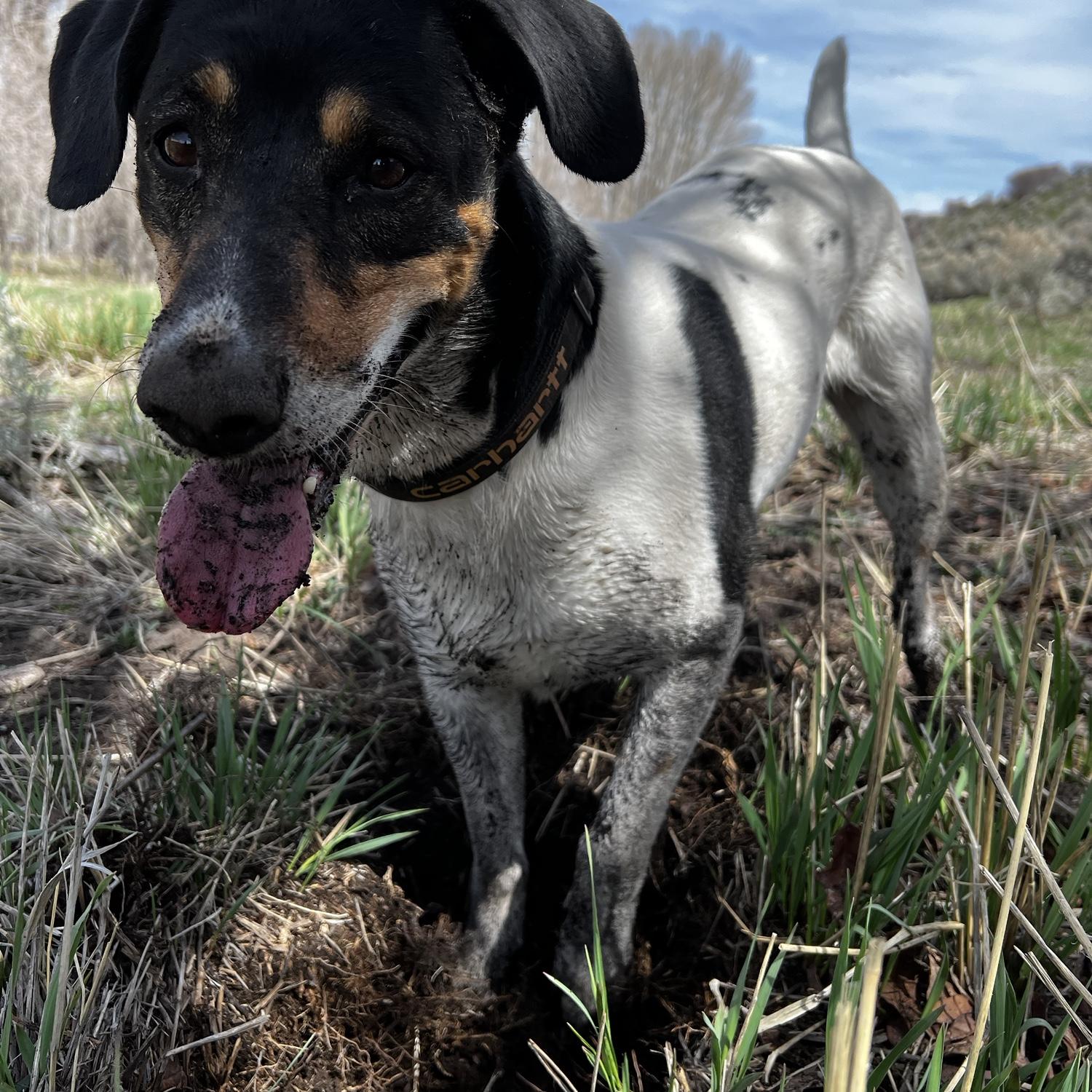 We have 3 dogs! This is Pompeii