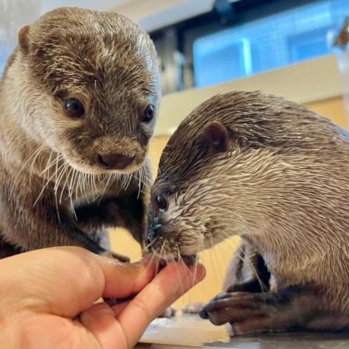 Visit to the otter cafe in Tokyo