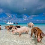 Swimming pigs