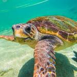 Loggerhead Marinelife Center