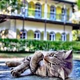 The Hemingway Home and Museum
