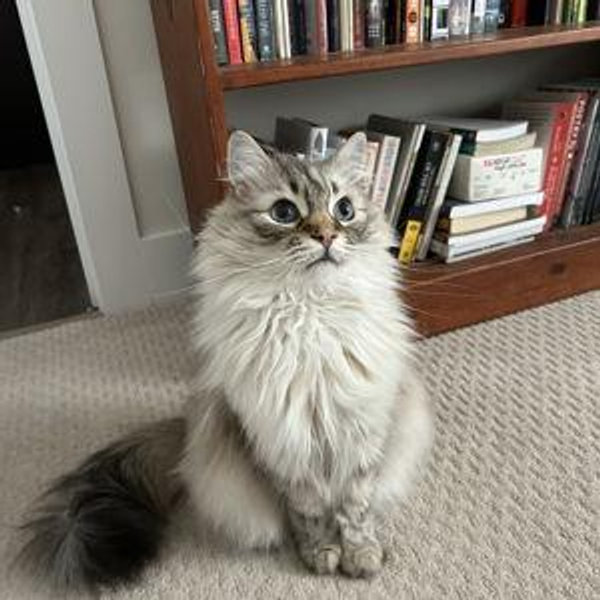 Cat Sitter For a Night