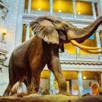 Smithsonian National Museum of Natural History