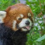 Oregon Zoo