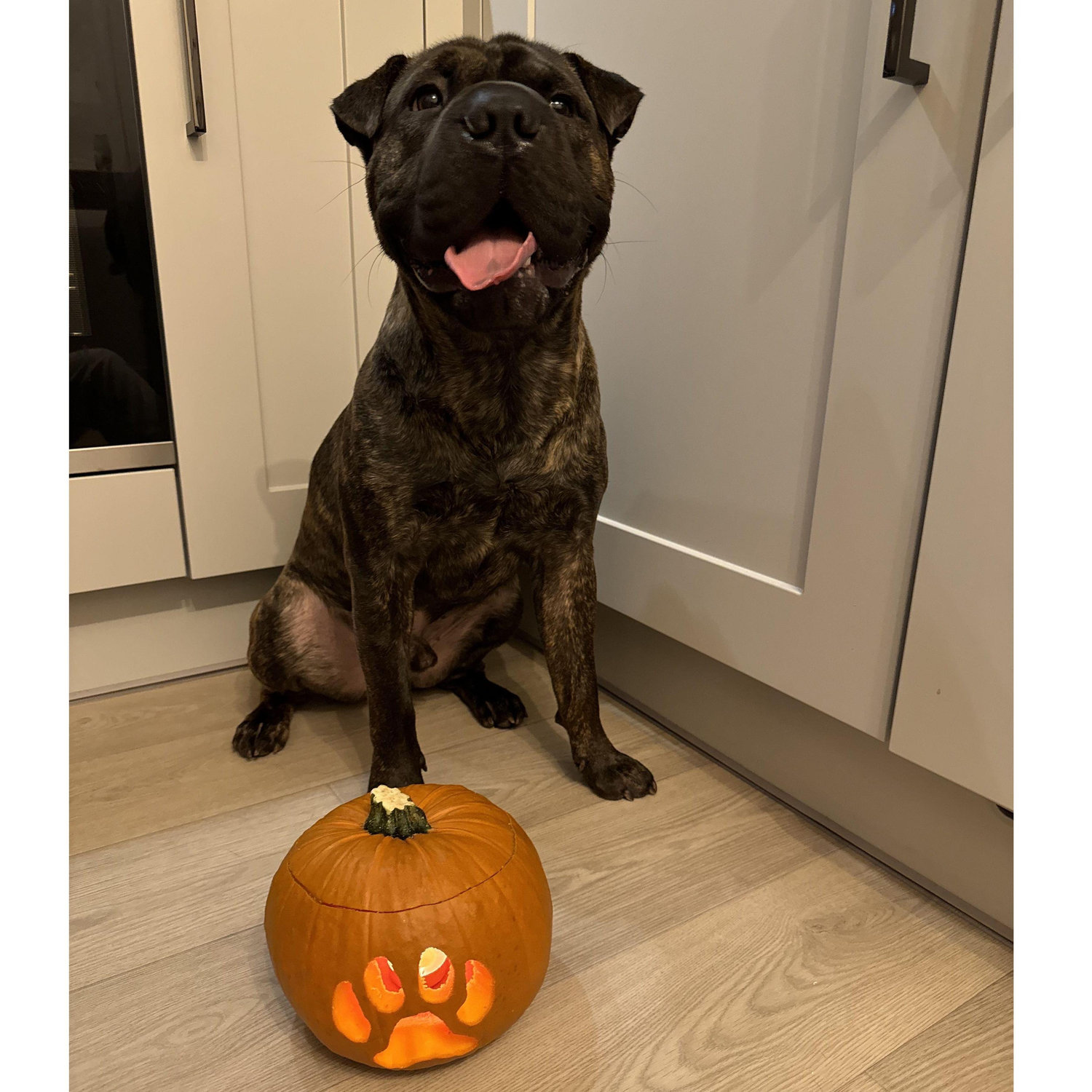 Pumpkin carving 2024