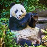 San Diego Zoo