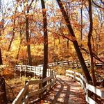 Fontenelle Forest