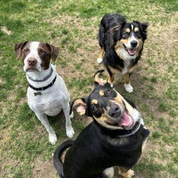 Fence fund for our fur babies