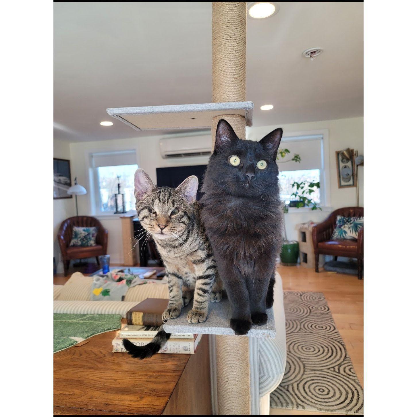 "The Boys" Sammy Squint and Toots Magee. Adopted our first year living together.