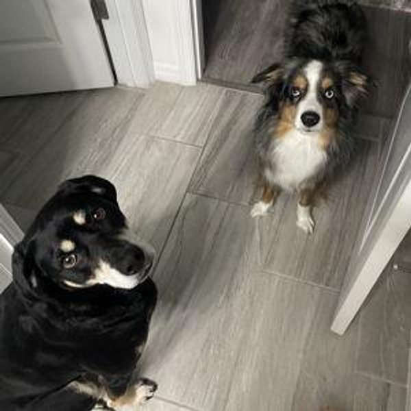 Dog Boarding Fund