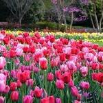 The Dallas Arboretum and Botanical Garden