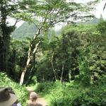 Na Ala Hele: Manoa Falls Trail