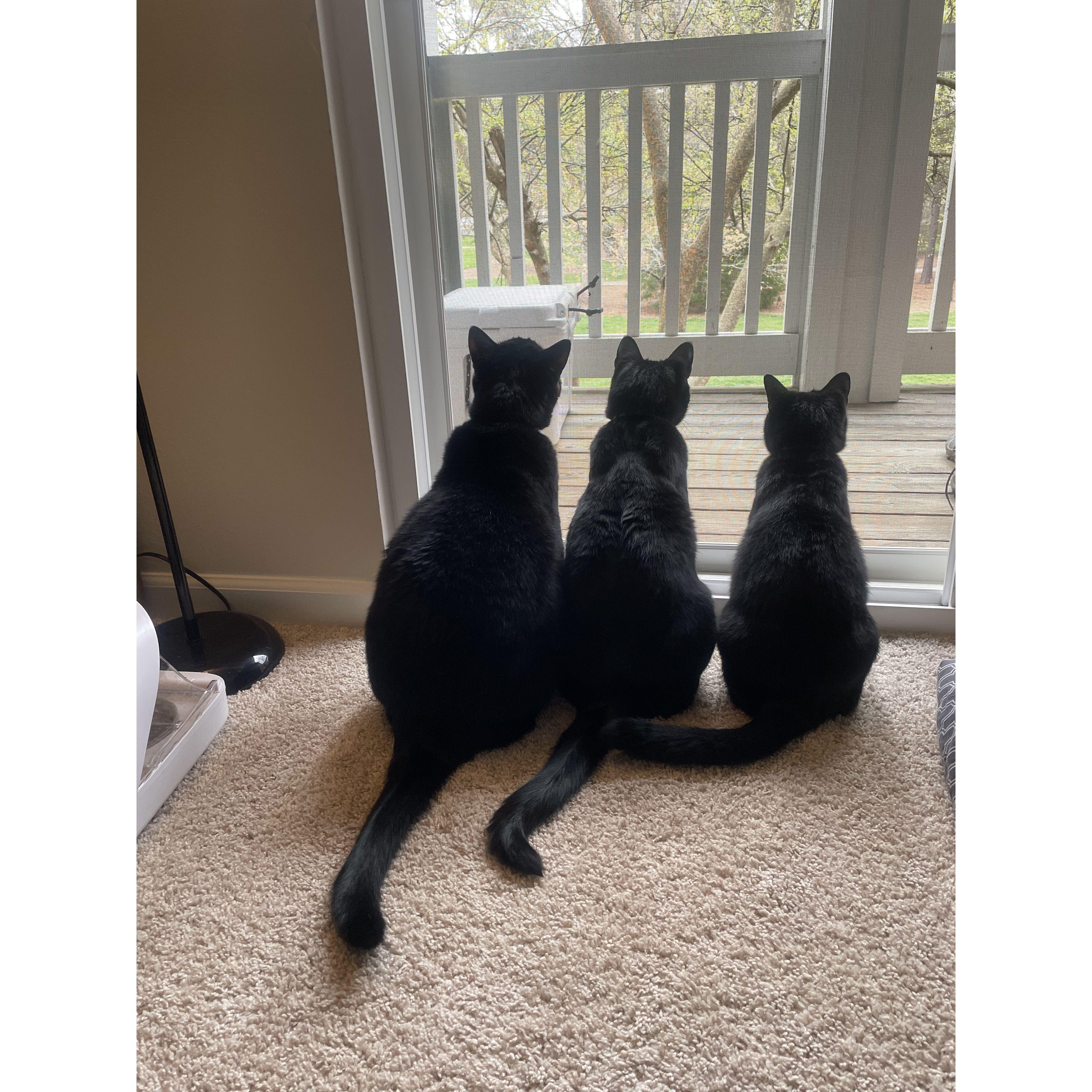 They may be small but they are our family. [left to right: Frankie, Nimbus, and Binx]