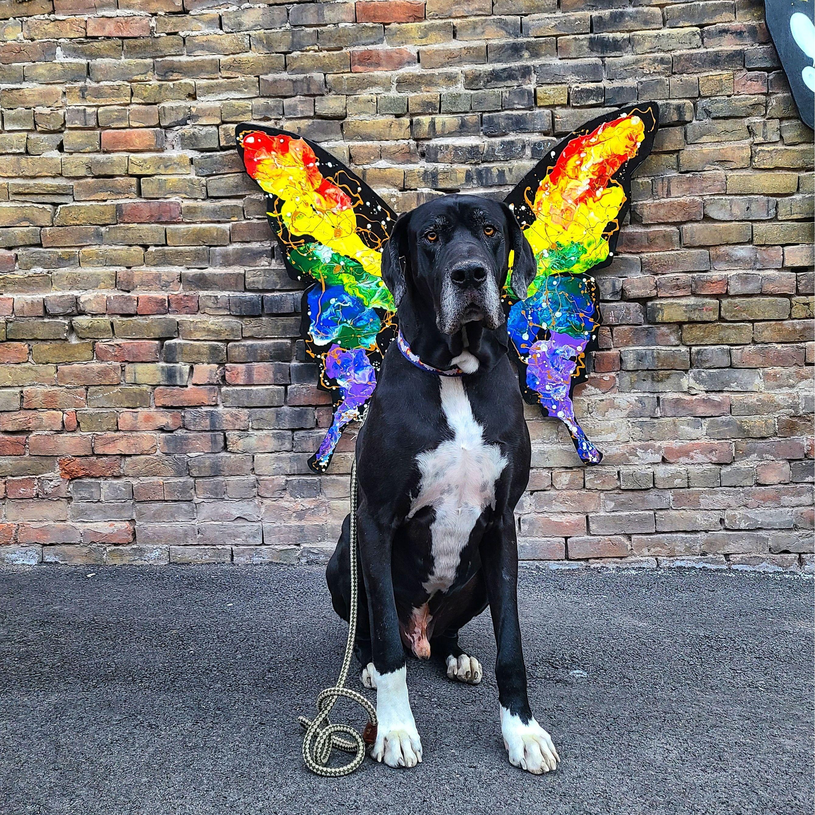 Look! I'm a beautiful butterfly!