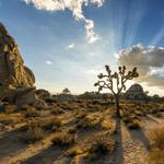 Joshua Tree National Park