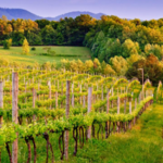 Vineyard Tours