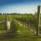 Newport Vineyards