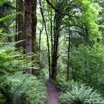 Forest Park/Wildwood Trail