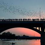 Sunset Bat Viewing Tour