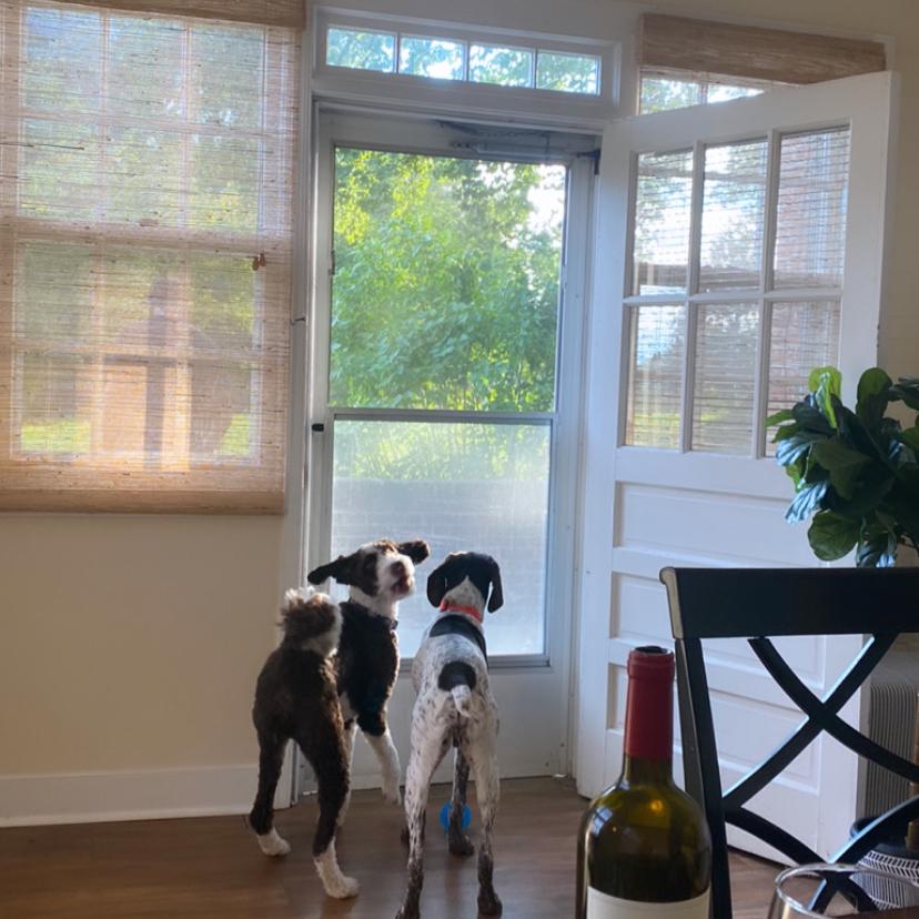 Best sunroom 🐶🍷