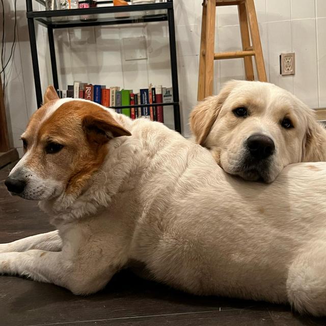 Pet Treat Fund
