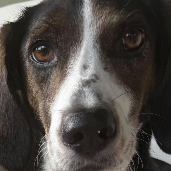 Donate to Saving Grace Animal Adoption