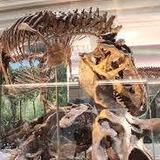 Smithsonian National Museum of Natural History
