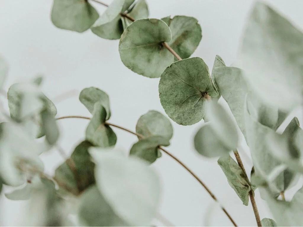 The Wedding Website of Jason Brown and Rebecca Yoder