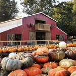 Pumpkin Hollow