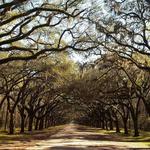 Wormsloe Historic Site