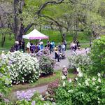 Lilac Sunday at the Arnold Arboretum