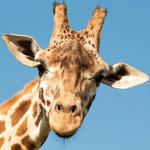 Omaha's Henry Doorly Zoo and Aquarium