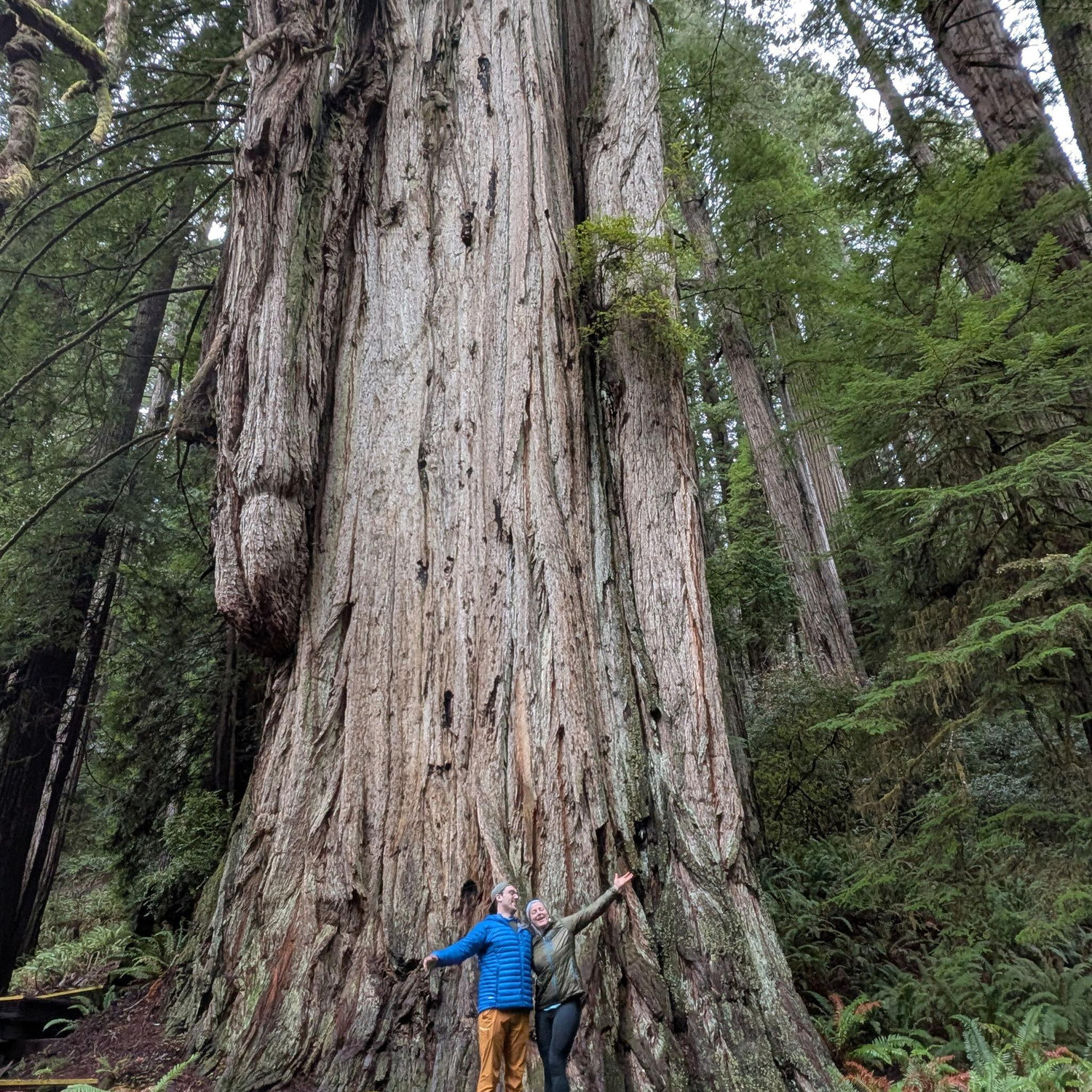 Redwoods!