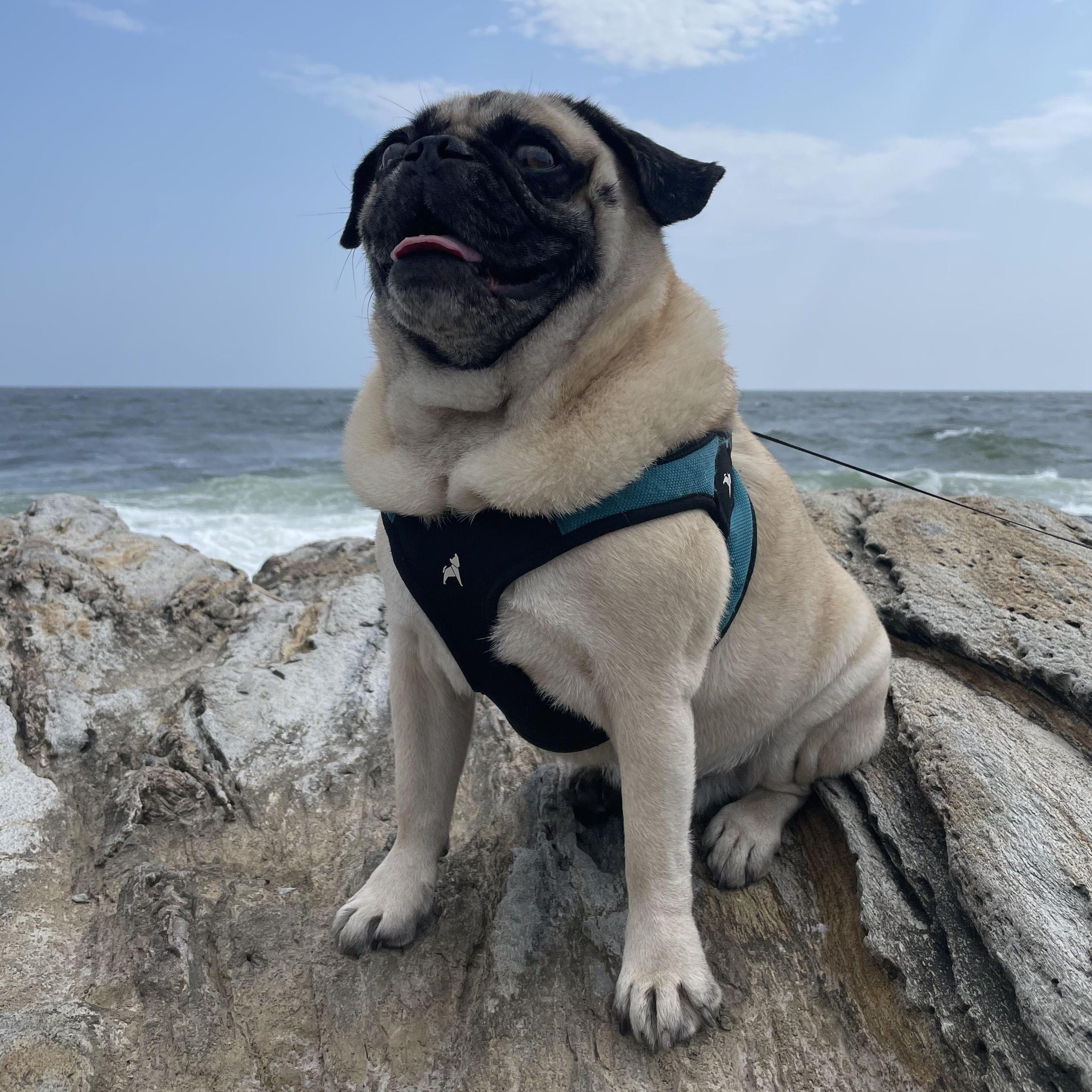 Lawrence, the king of the Brady Household