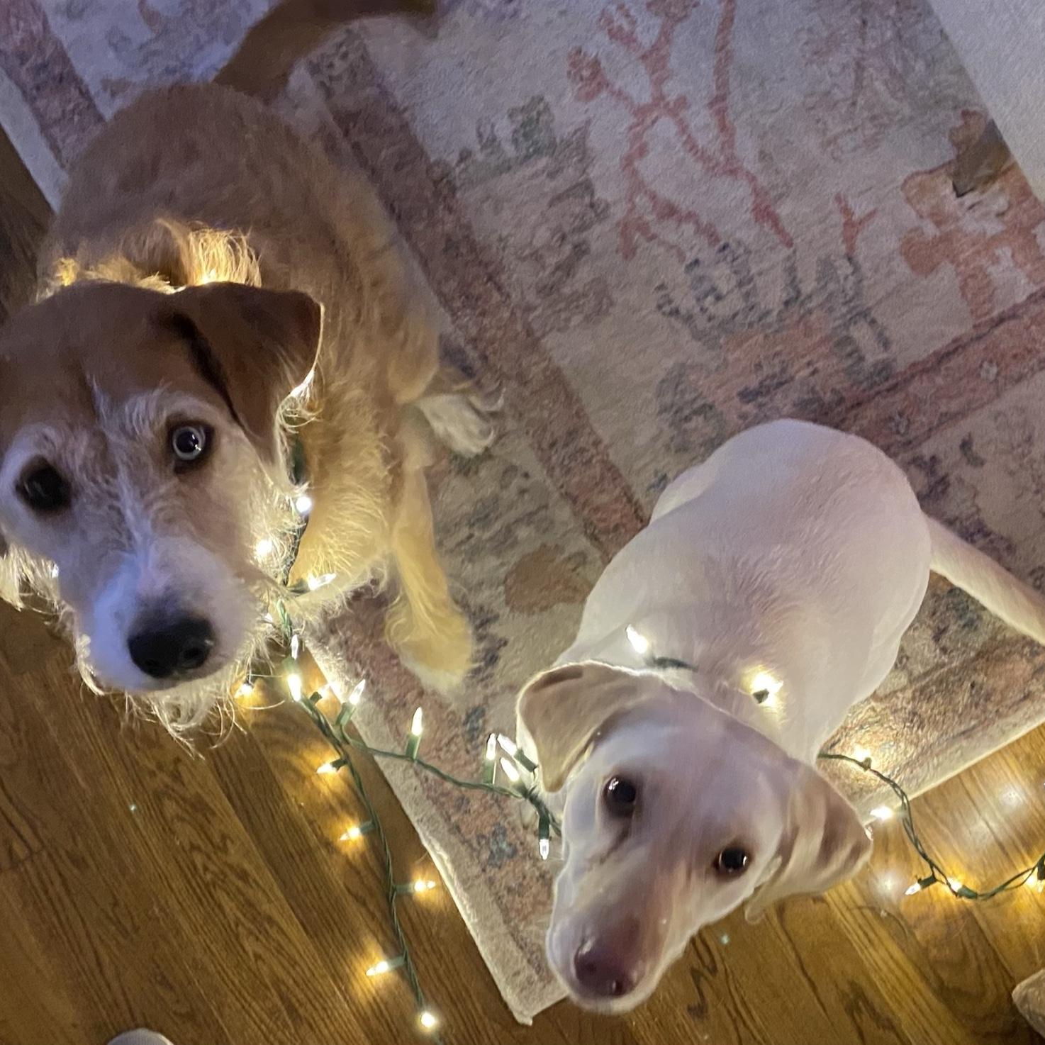 Hachi & Rosie celebrating their first Christmas together 🤍
