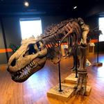 Museum of Discovery