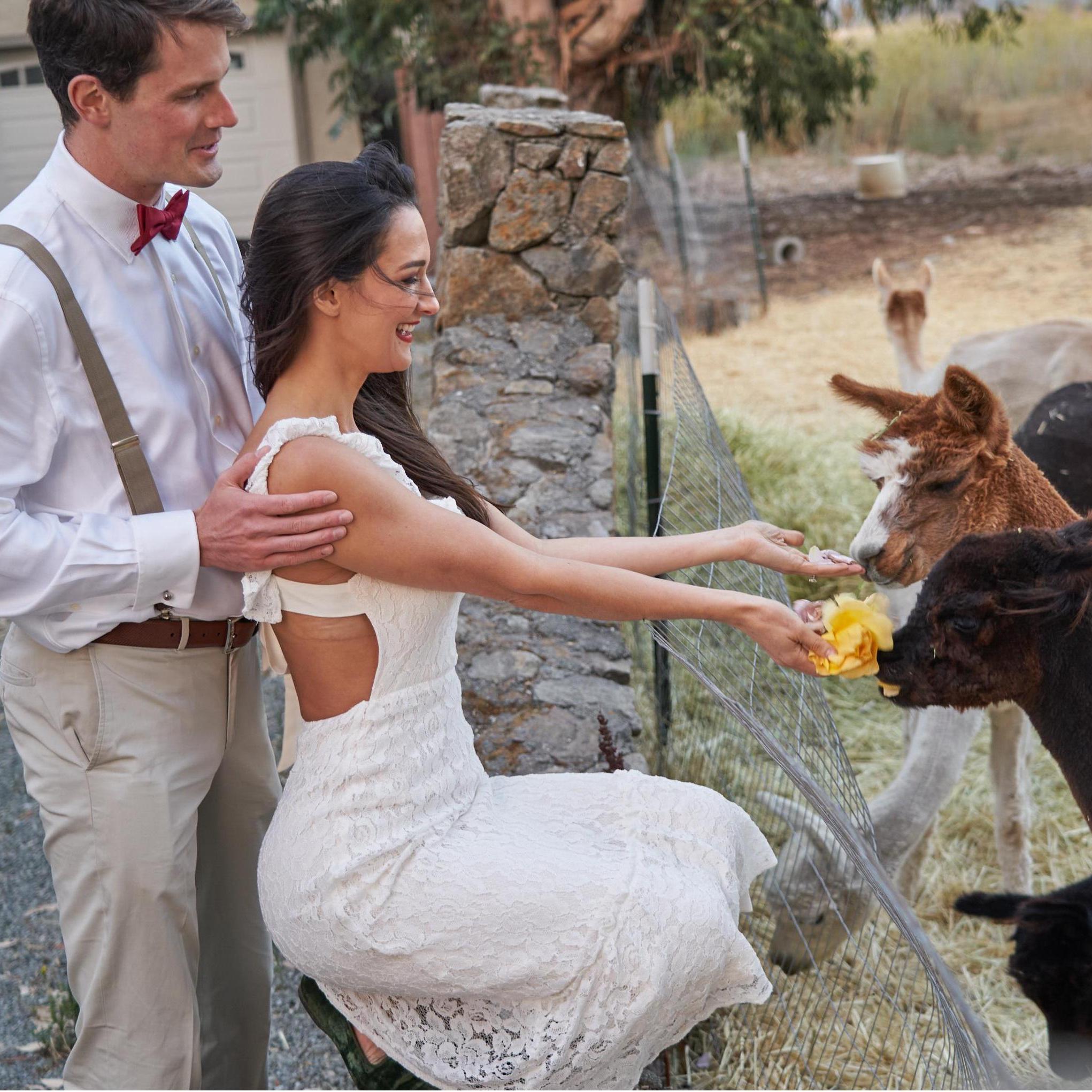 Are these flowers decorative or edible?