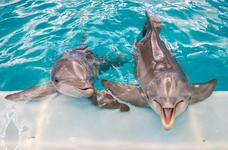 Clearwater Marine Aquarium