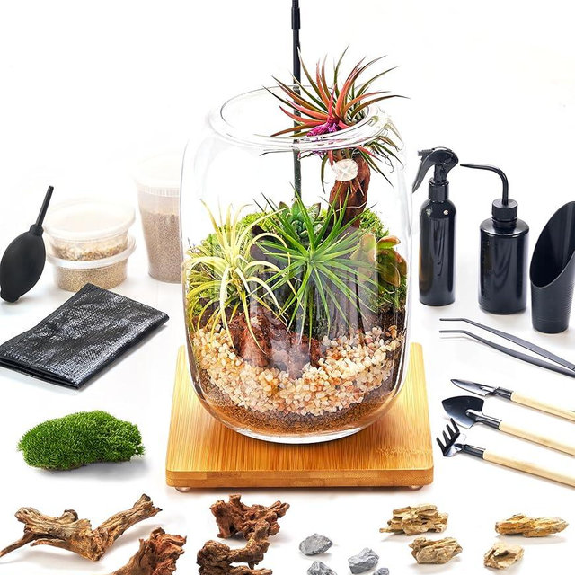 Terrarium Kit with Grow Light, Succulent Plants, Mini Gardening Set - Includes Jar, Tools, Moss, Rocks, Driftwood & Decor