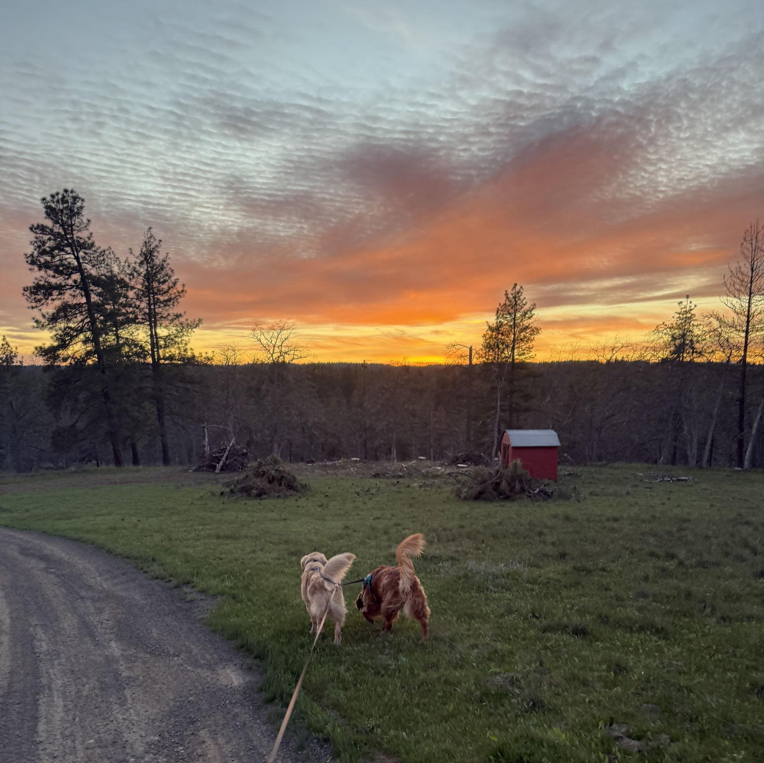Our Goldendale property with our dogs Biscuit and Cooper.