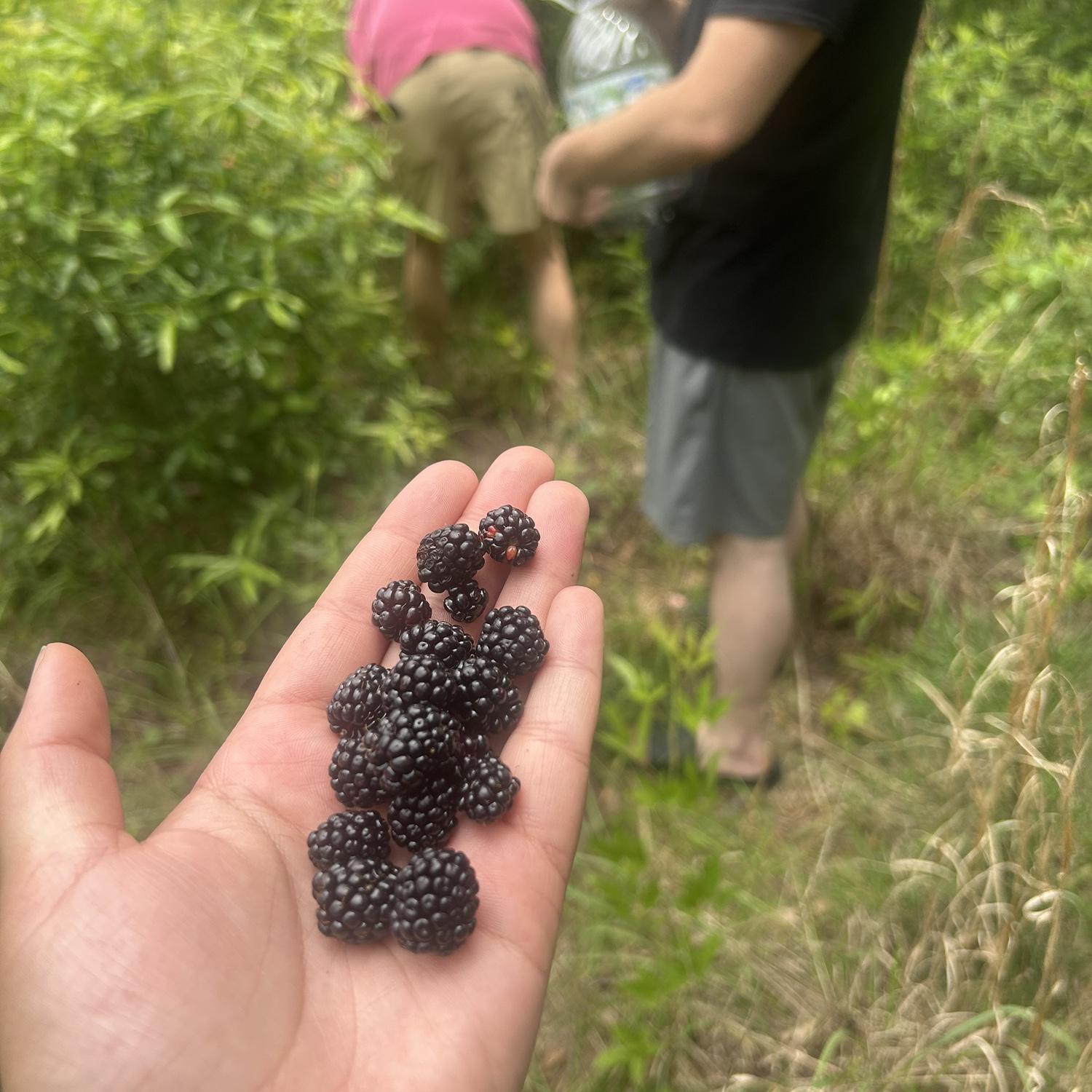 Blackberry picking!